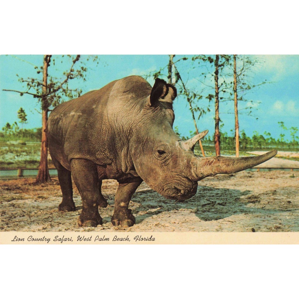 Lion Country Safari West Palm Beach Florida Gus White Rhino Vintage Postcard - Picture 1 of 2